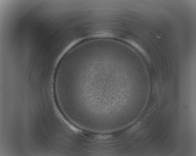 X0000082991325200702081824