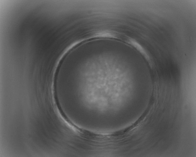 X0000082991331200702081824