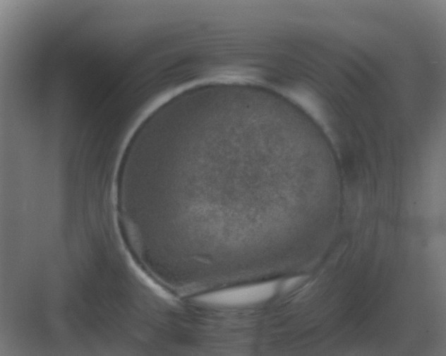 X0000082991335200702081824