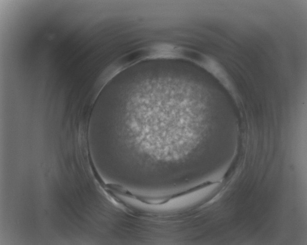 X0000082991337200702081824