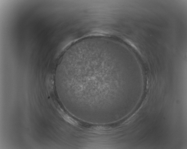 X0000082991355200702081823