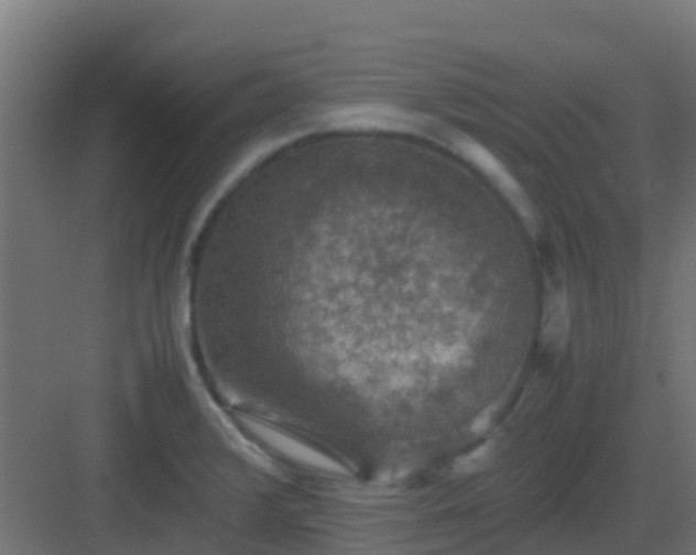 X0000082991376200702081823