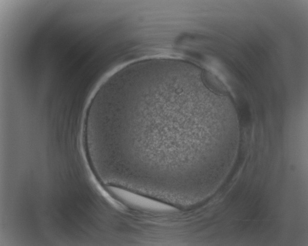 X0000082991379200702081823