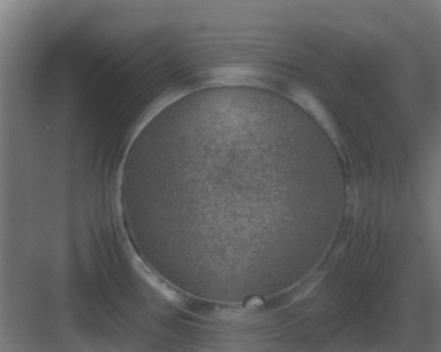 X0000082991386200702081823