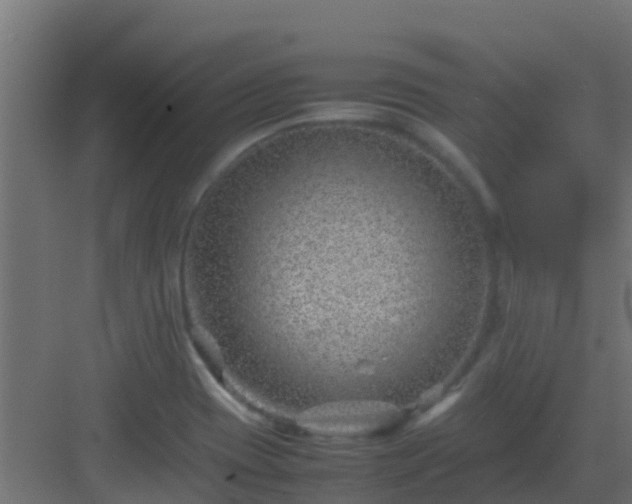 X0000082991417200702081822