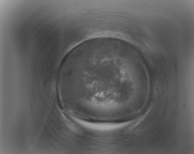 X0000082991505200702081821