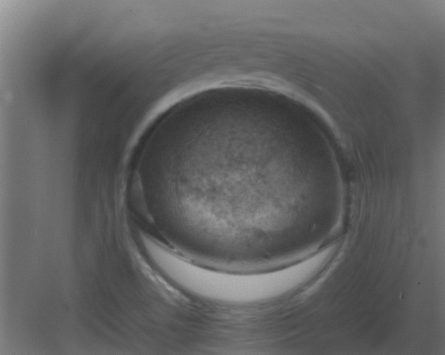 X0000082991506200702081821