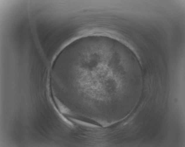 X0000082991525200702081821