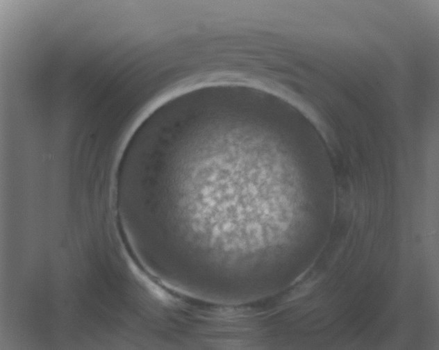 X0000082991527200702081821