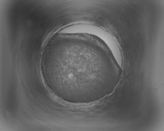 X0000082990001200702160035