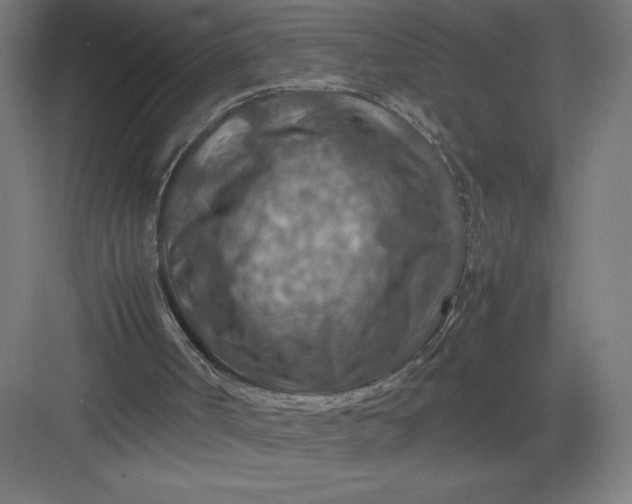 X0000082990002200702160035