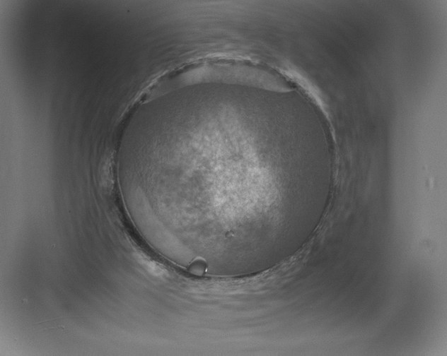 X0000082990009200702160035