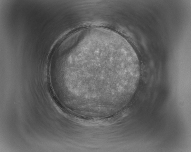 X0000082990012200702160035