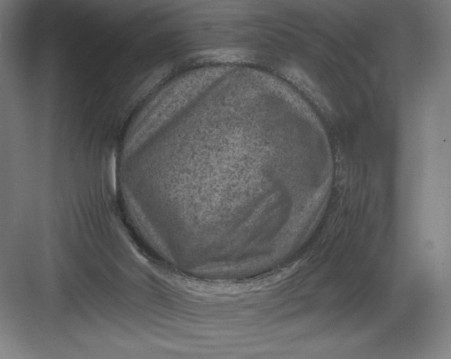 X0000082990014200702160035