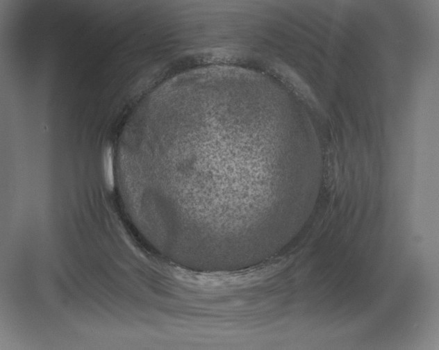 X0000082990022200702160035