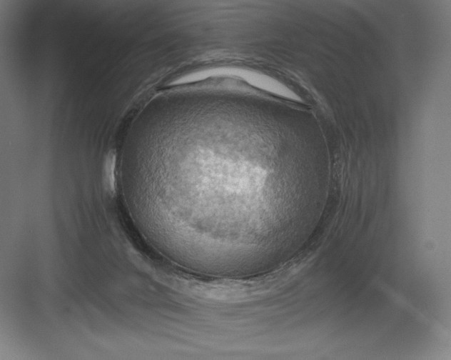 X0000082990024200702160035