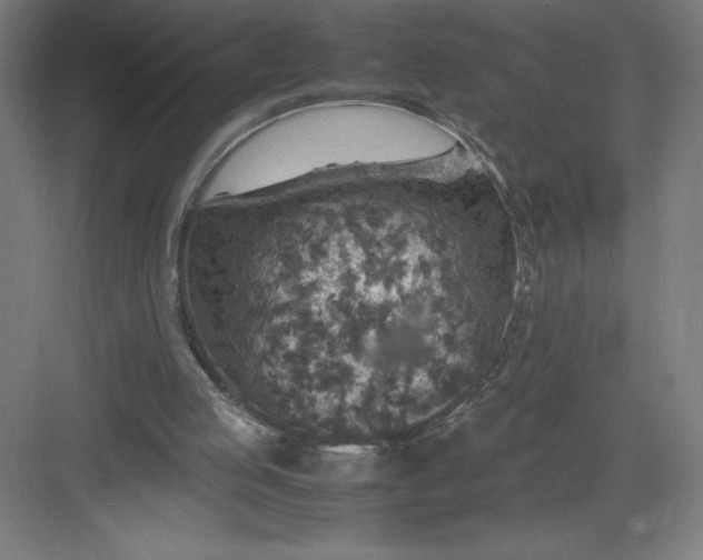 X0000082990053200702160034