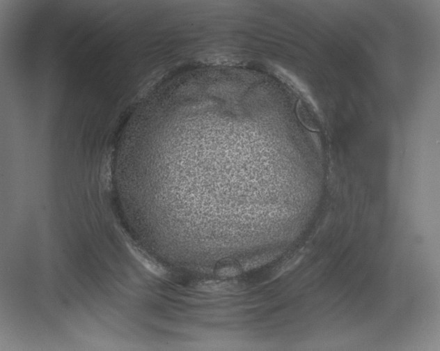 X0000082990065200702160034