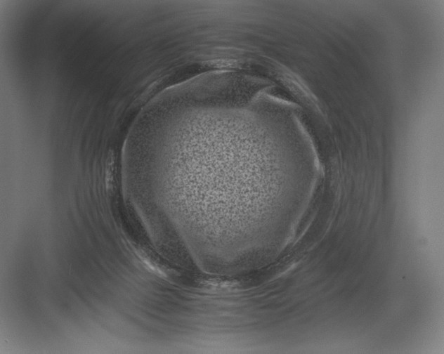 X0000082990073200702160034