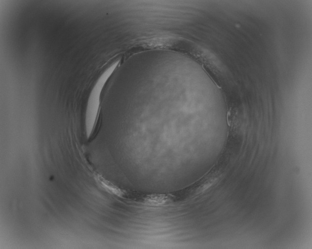 X0000082990076200702160034