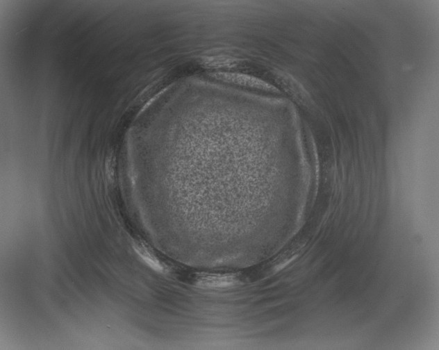 X0000082990081200702160034