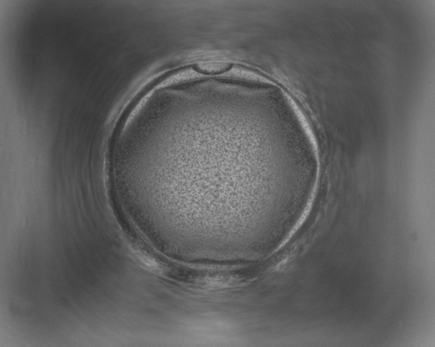 X0000082990103200702160034