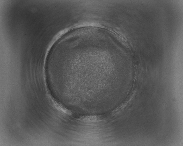 X0000082990104200702160034