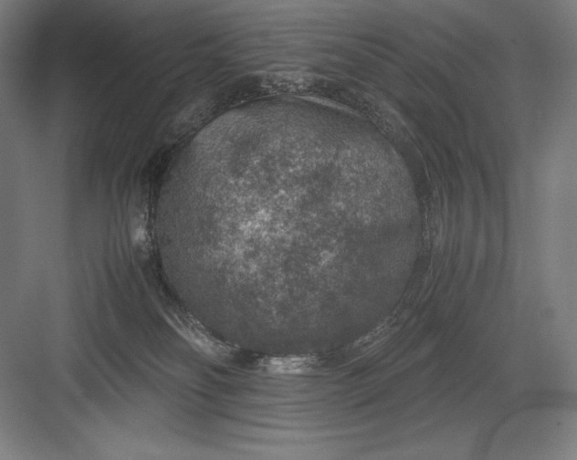 X0000082990134200702160033