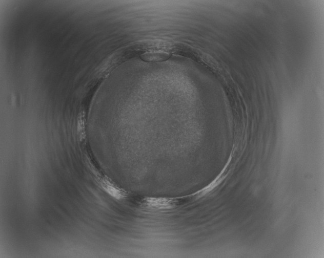 X0000082990144200702160033