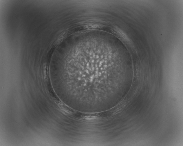 X0000082990169200702160033