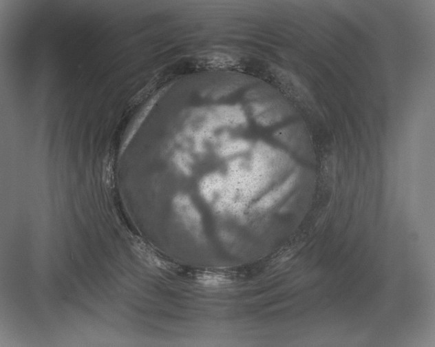 X0000082990177200702160033