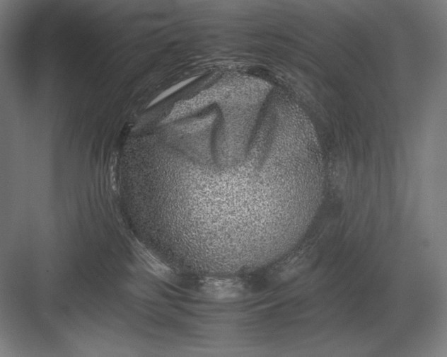 X0000082990185200702160033