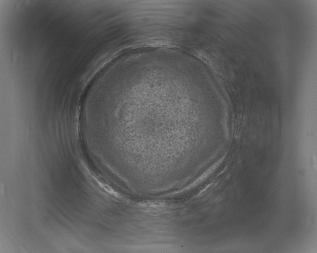 X0000082990194200702160032