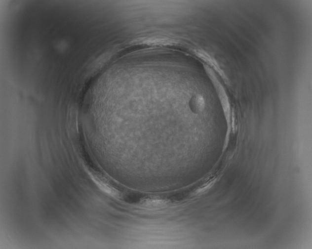 X0000082990205200702160032