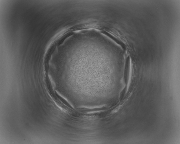 X0000082990245200702160031