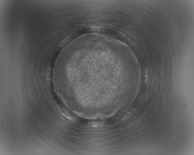 X0000082990275200702160031