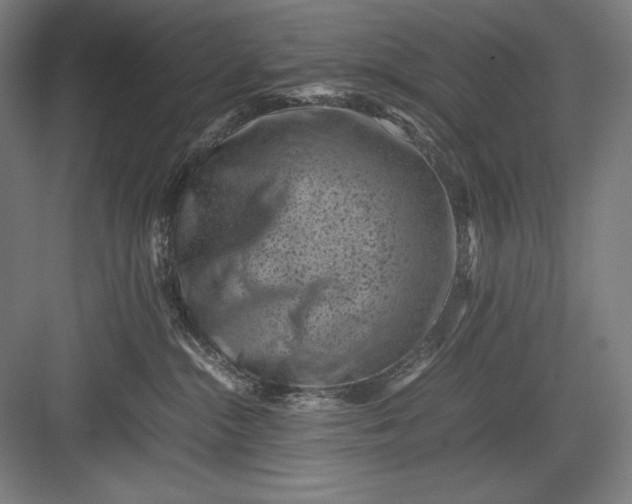 X0000082990284200702160031