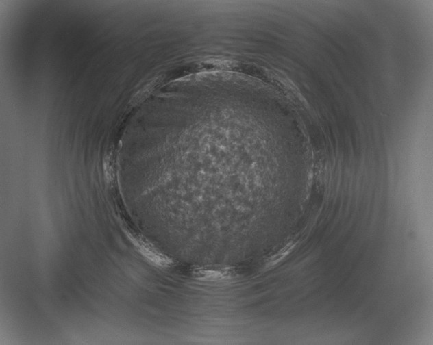 X0000082990285200702160031