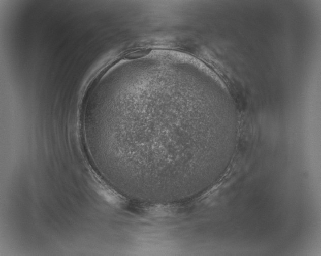 X0000082990293200702160031