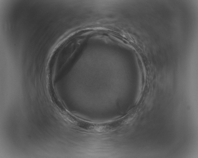 X0000082990295200702160031