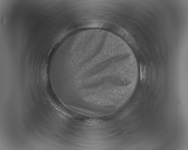 X0000082990300200702160030