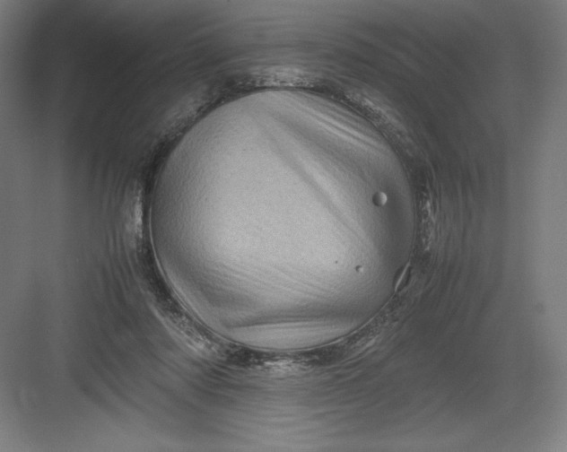 X0000082990310200702160030