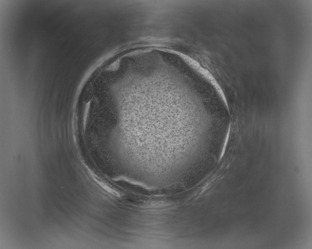 X0000082990342200702160029