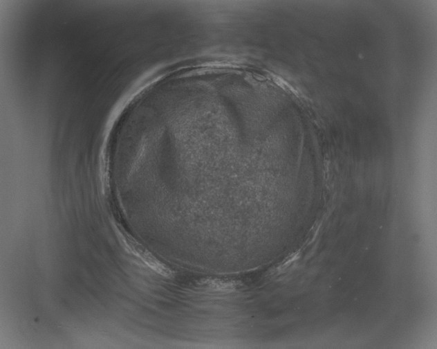 X0000082990343200702160029