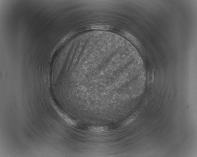 X0000082990349200702160029