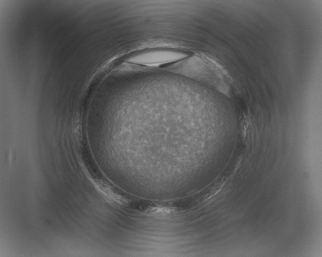 X0000082990352200702160029