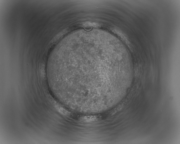 X0000082990353200702160029