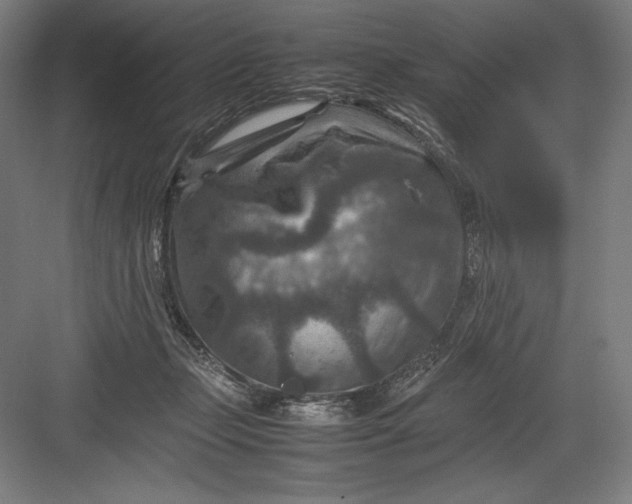 X0000082990365200702160029