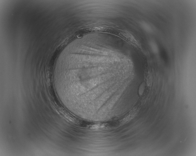 X0000082990366200702160029