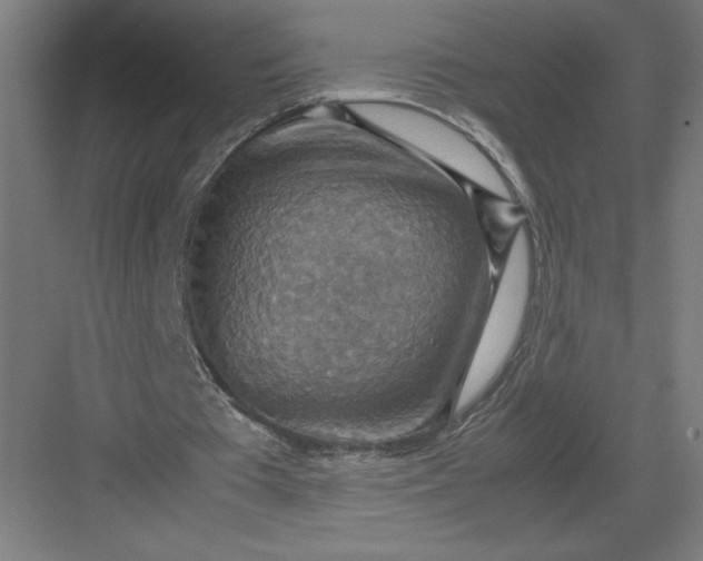 X0000082990385200702160029